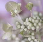 USA, Indiana, Fishers. Close-up of white flower and buds. Art Print
